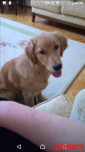 Golden Retriever, Köpek  Afrodit fotoğrafı
