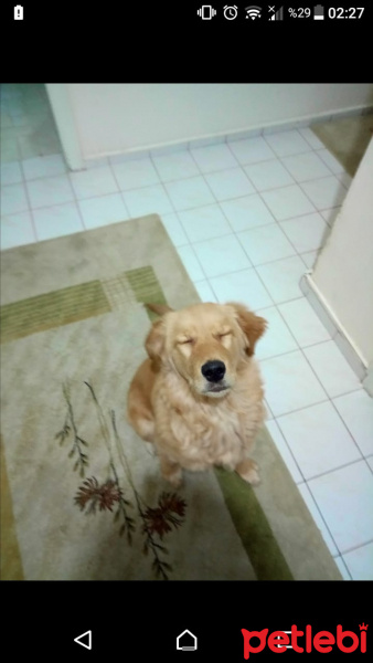 Golden Retriever, Köpek  Afrodit fotoğrafı
