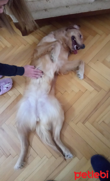 Golden Retriever, Köpek  Afrodit fotoğrafı