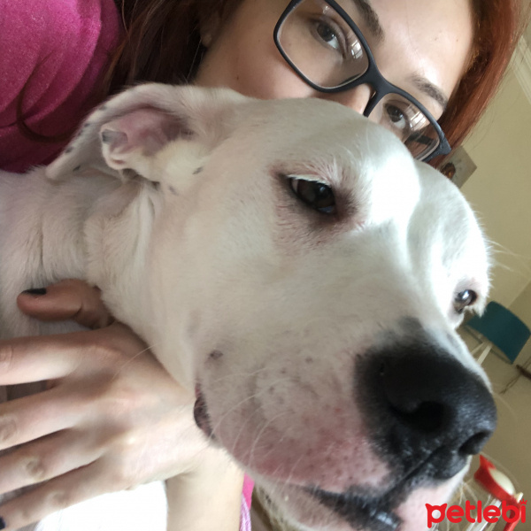 Dogo Arjantin, Köpek  Hera fotoğrafı