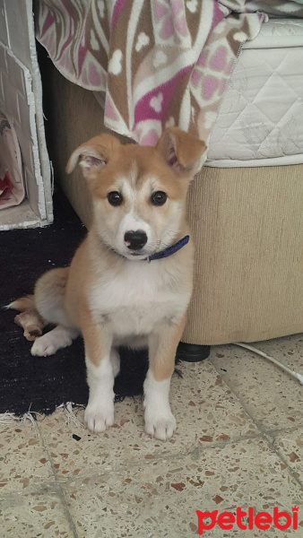 Sokö (Sokak Köpeği), Köpek  Kızım fotoğrafı