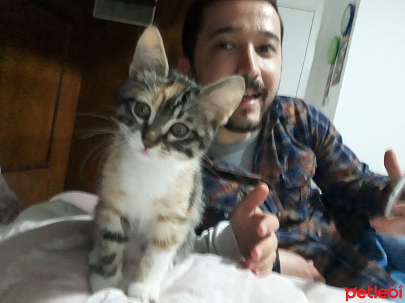 Tekir Kedi, Kedi  Nazlı fotoğrafı
