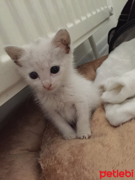 Ankara Kedisi, Kedi  Nefes fotoğrafı