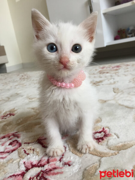 Ankara Kedisi, Kedi  Nefes fotoğrafı