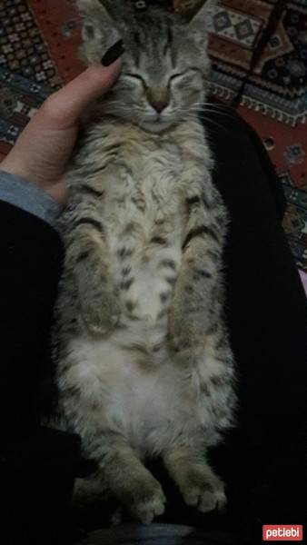 Tekir Kedi, Kedi  asi fotoğrafı