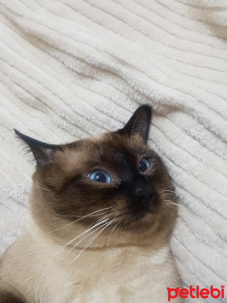 Siyam Kedisi, Kedi  Pekmez fotoğrafı