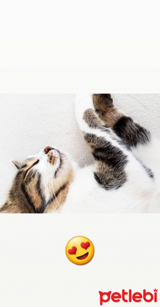 Tekir Kedi, Kedi  Pati fotoğrafı