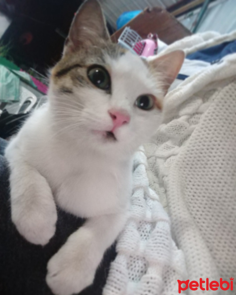 Tekir Kedi, Kedi  Mınık fotoğrafı