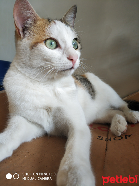 Tekir Kedi, Kedi  Mınık fotoğrafı