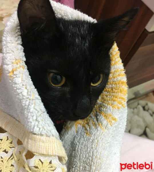 Tekir Kedi, Kedi  pipo fotoğrafı
