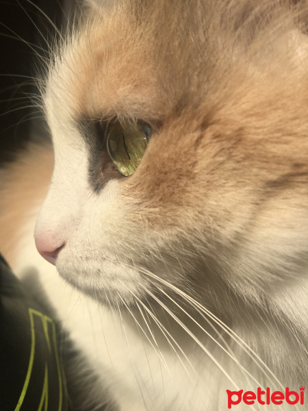 Sarman, Kedi  Şila fotoğrafı