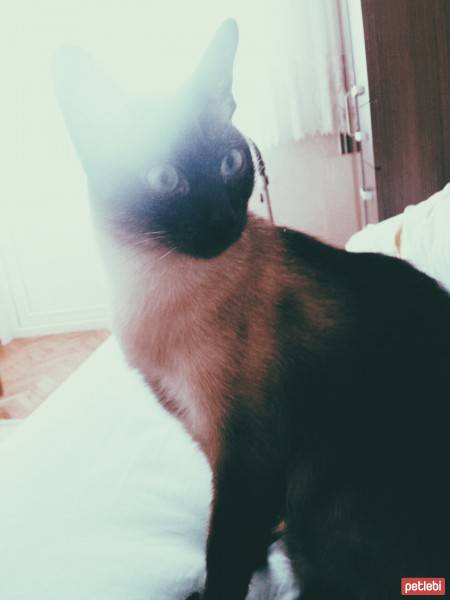 Siyam Kedisi, Kedi  Hera fotoğrafı