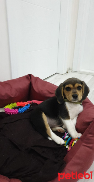 Beagle, Köpek  Merlin fotoğrafı