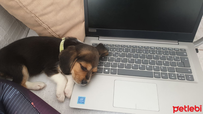 Beagle, Köpek  Merlin fotoğrafı