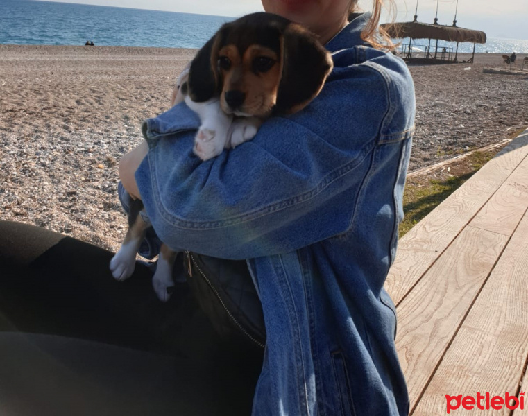 Beagle, Köpek  Merlin fotoğrafı