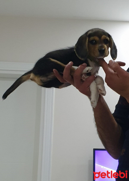 Beagle, Köpek  Merlin fotoğrafı