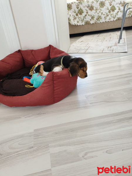 Beagle, Köpek  Merlin fotoğrafı