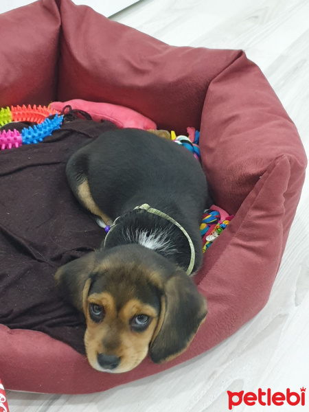 Beagle, Köpek  Merlin fotoğrafı