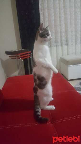 Tekir Kedi, Kedi  Bade fotoğrafı