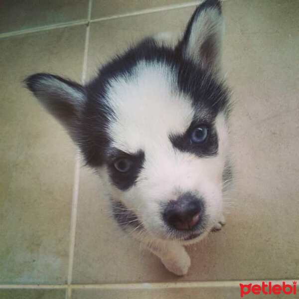 Sibirya Kurdu (Husky), Köpek  Pia fotoğrafı