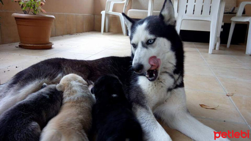 Sibirya Kurdu (Husky), Köpek  Pia fotoğrafı