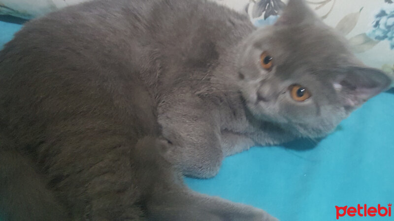 British Shorthair, Kedi  Gofret fotoğrafı