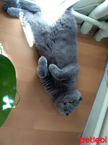 British Shorthair, Kedi  Gofret fotoğrafı