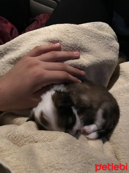 Pappilon, Köpek  Maya fotoğrafı