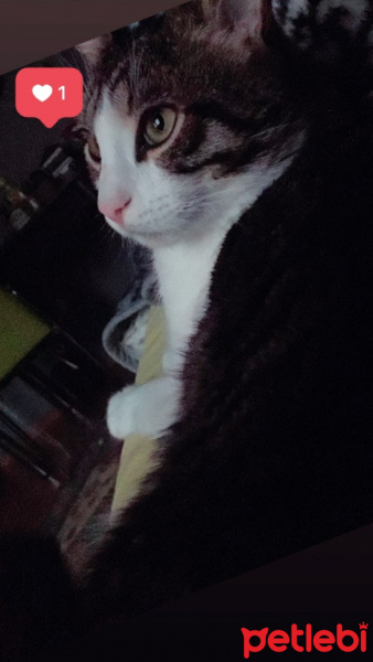 Tekir Kedi, Kedi  Safir fotoğrafı