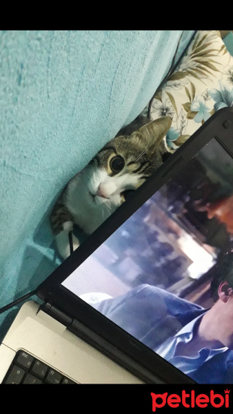 Tekir Kedi, Kedi  Safir fotoğrafı