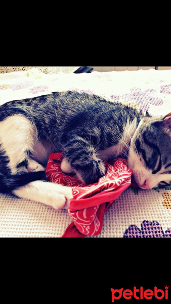 Tekir Kedi, Kedi  Safir fotoğrafı