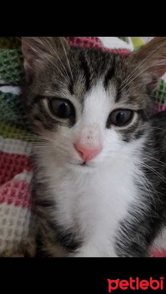 Tekir Kedi, Kedi  Safir fotoğrafı