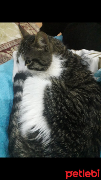 Tekir Kedi, Kedi  Safir fotoğrafı