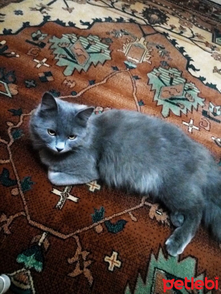 British Shorthair, Kedi  Mia fotoğrafı