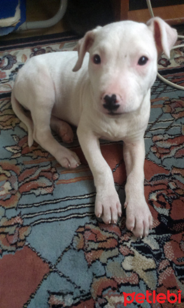 Dogo Arjantin, Köpek  ria fotoğrafı