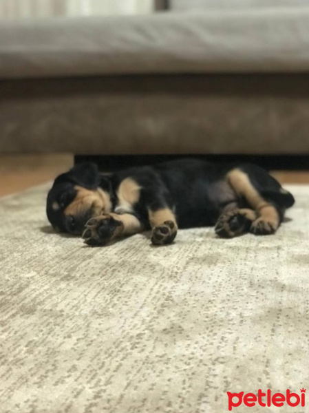 Rottweiler, Köpek  votka fotoğrafı