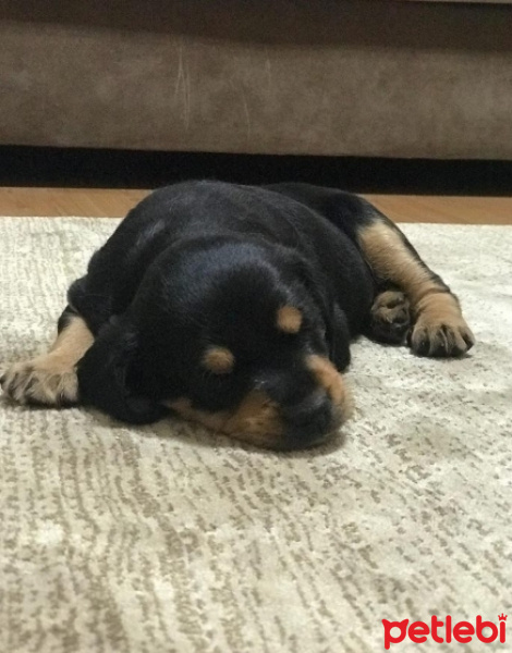 Rottweiler, Köpek  votka fotoğrafı
