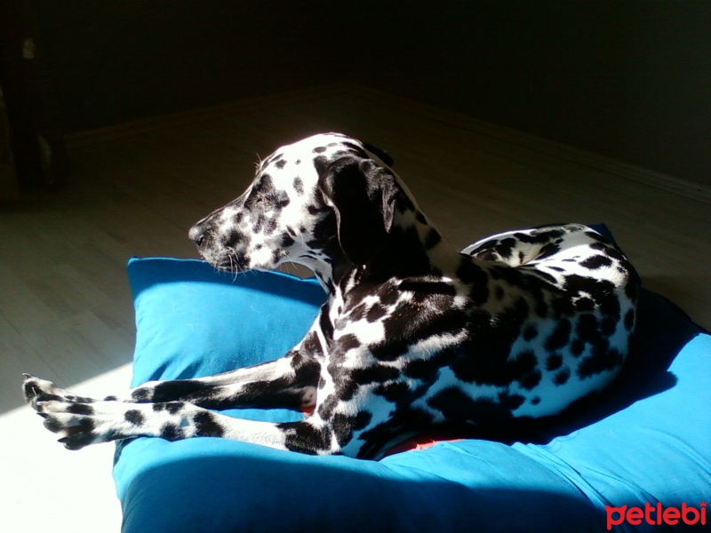 Dalmatian, Köpek  Mischa fotoğrafı