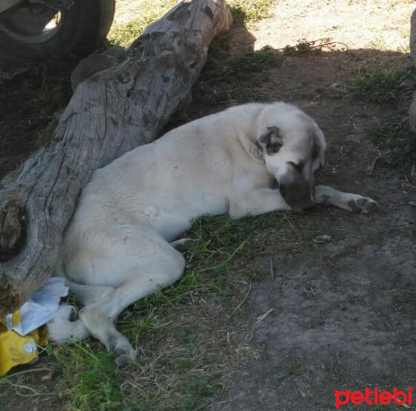 Kangal, Köpek  Sultan fotoğrafı