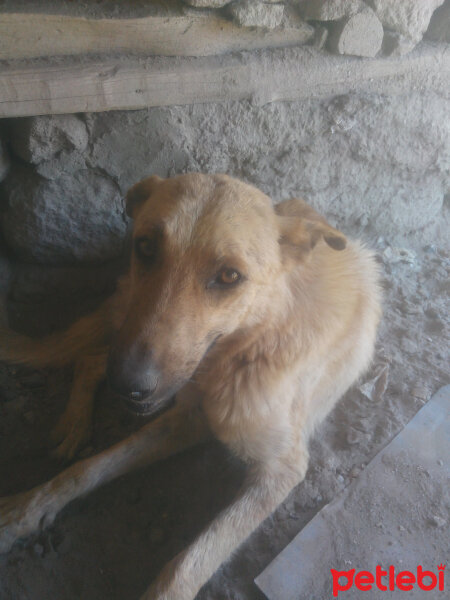 Sokö (Sokak Köpeği), Köpek  Marla fotoğrafı