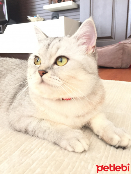 British Shorthair, Kedi  Prenses Alice fotoğrafı