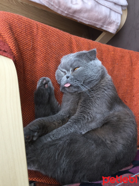 Scottish Fold, Kedi  Oscar fotoğrafı