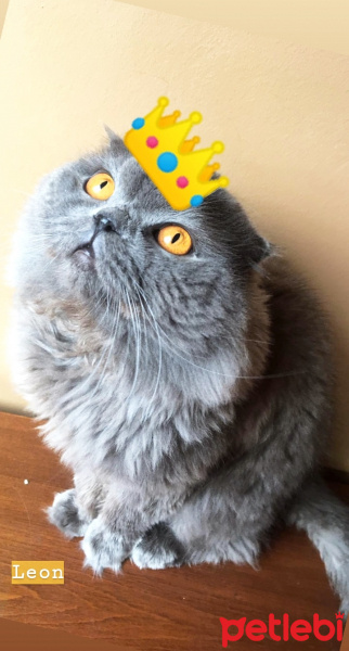 British Shorthair, Kedi  Leon fotoğrafı