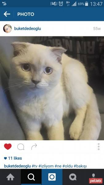 Scottish Fold, Kedi  Patik fotoğrafı