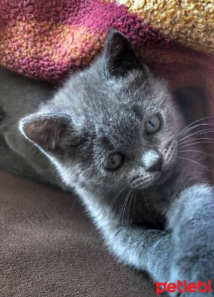British Shorthair, Kedi  Sylon fotoğrafı