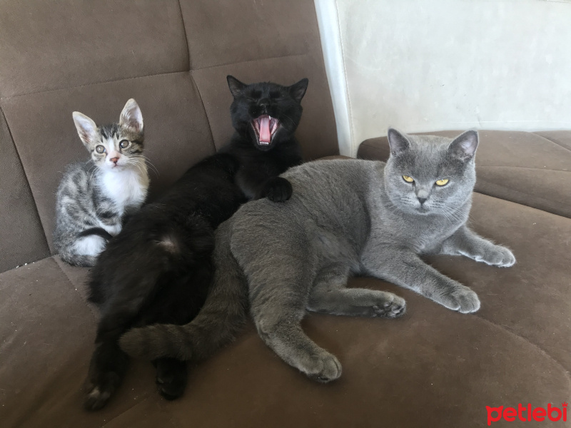 British Shorthair, Kedi  Sylon fotoğrafı