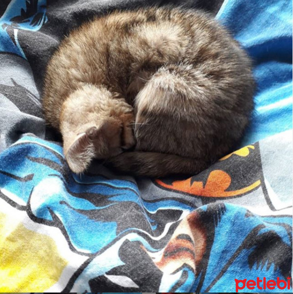 Tekir Kedi, Kedi  Hera fotoğrafı