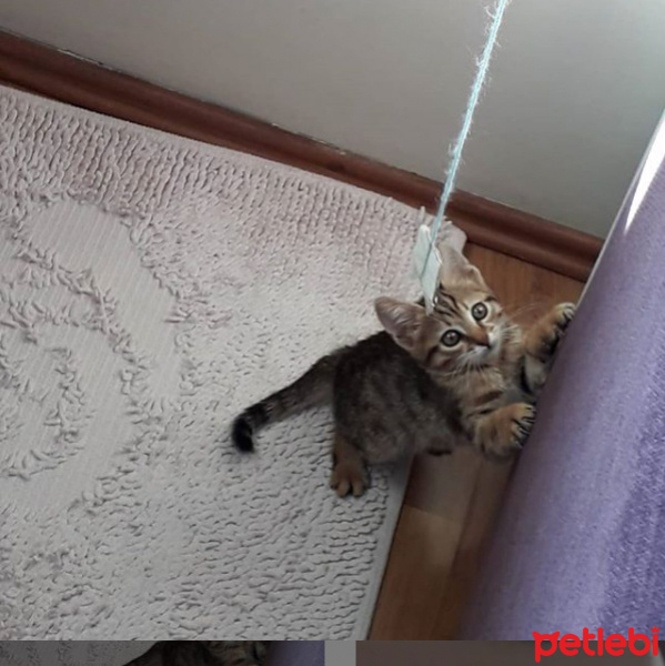 Tekir Kedi, Kedi  Hera fotoğrafı