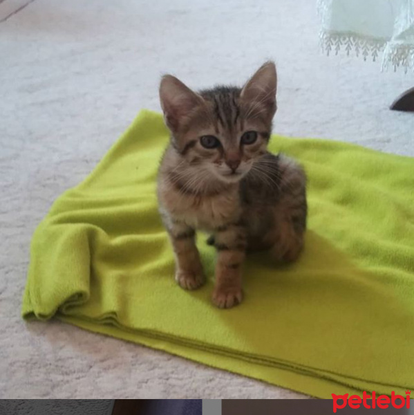 Tekir Kedi, Kedi  Hera fotoğrafı