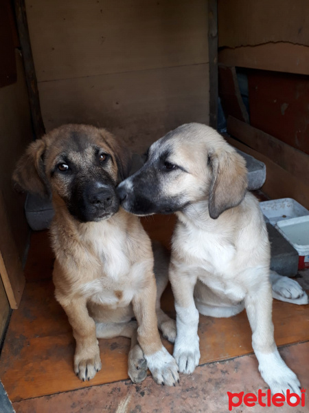 Sokö (Sokak Köpeği), Köpek  Nagi ve Umut fotoğrafı